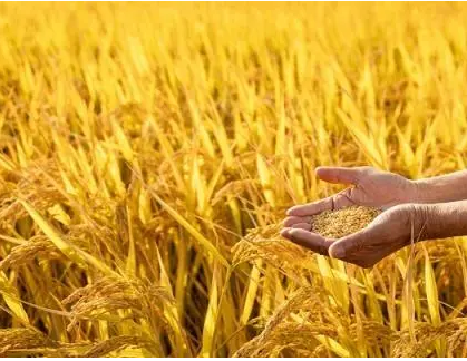 生产水稻最多且最早种植的国家是哪个？发展历史是什么样的？